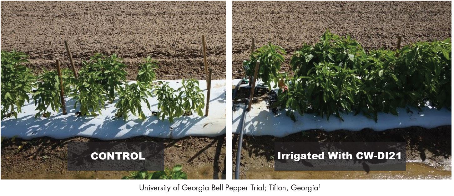 An image showing to photos side by side that show the difference between using and not using a soil conditioner. The photo that used the soil conditioner shows larger and healthier plants compared to the control photo.