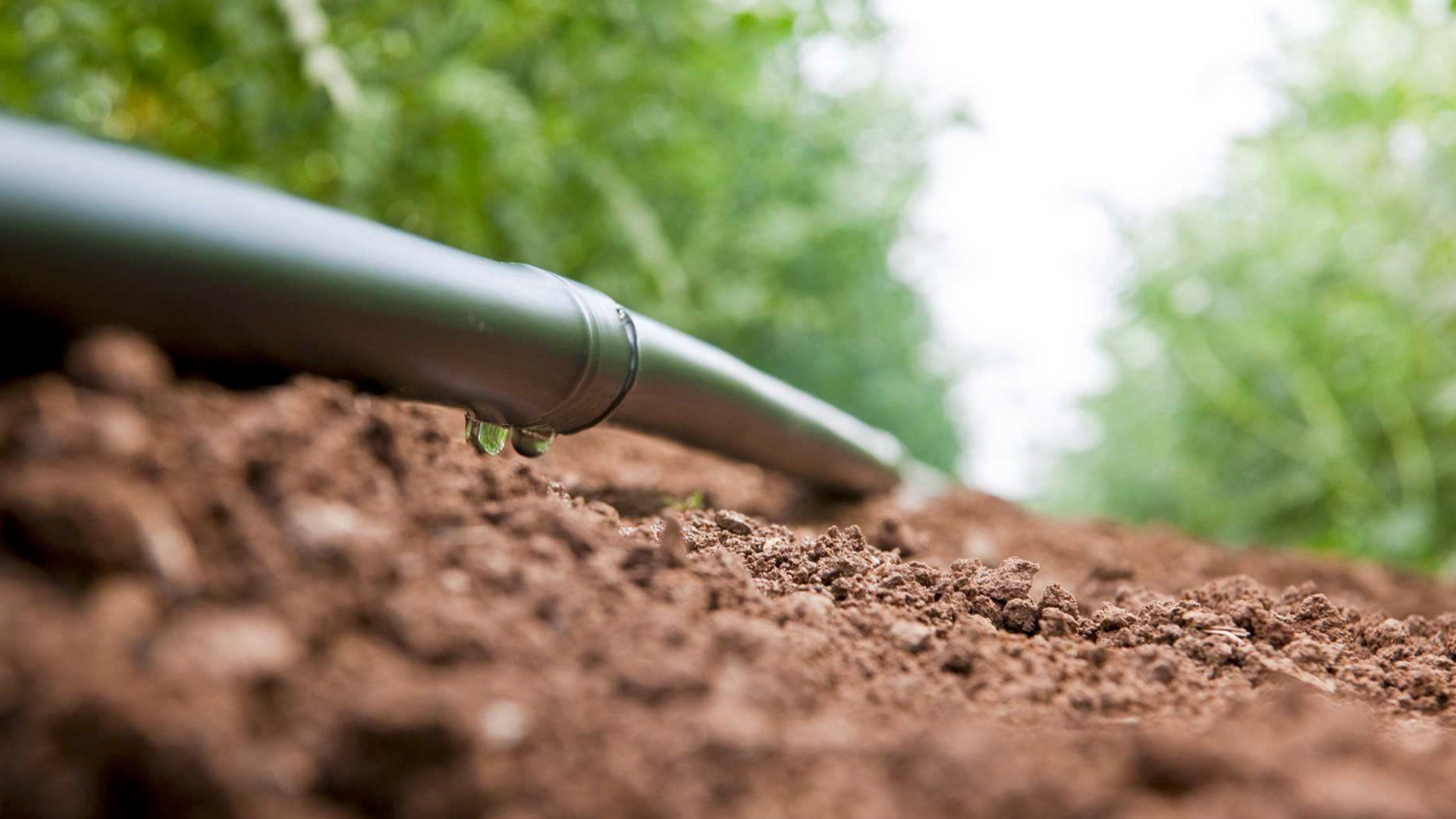 A picture of a drip irrigation line with water dropping out of it onto dirt and plants in the background.